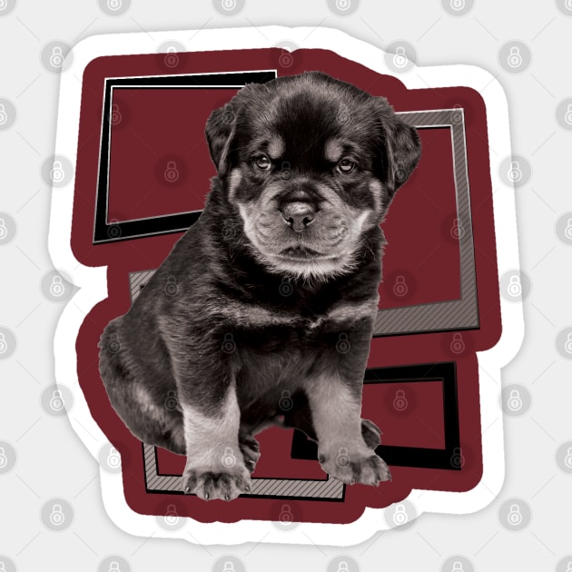 Rottweiler the boss dog Sticker by TeeText